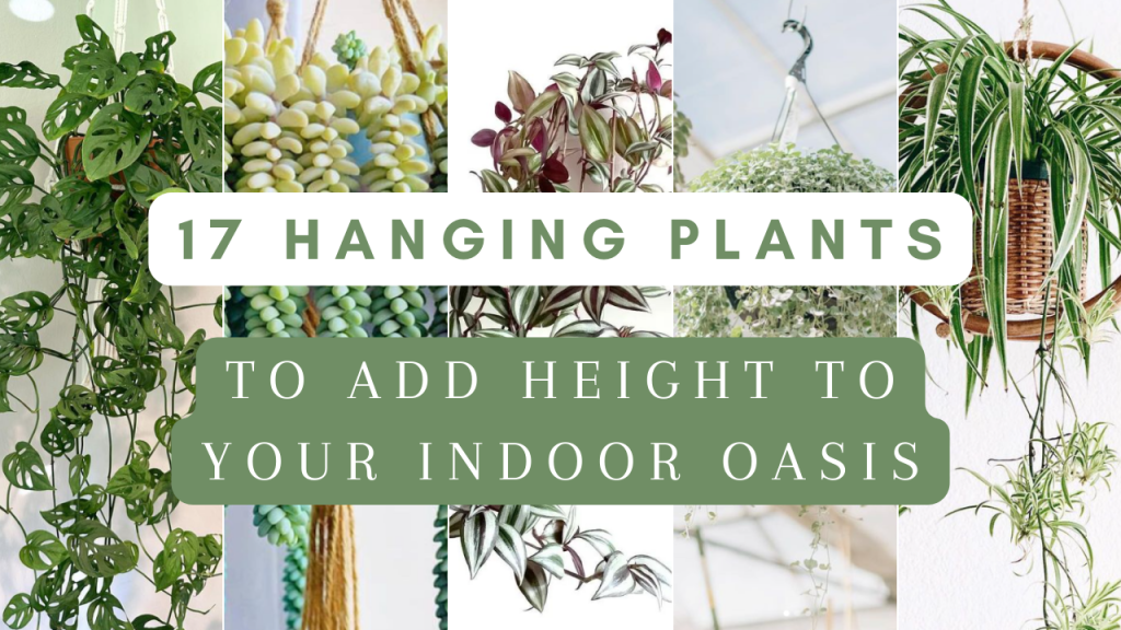 17 of the Best Interior Hanging Plants to Add Height to Your&nbsp;Decor